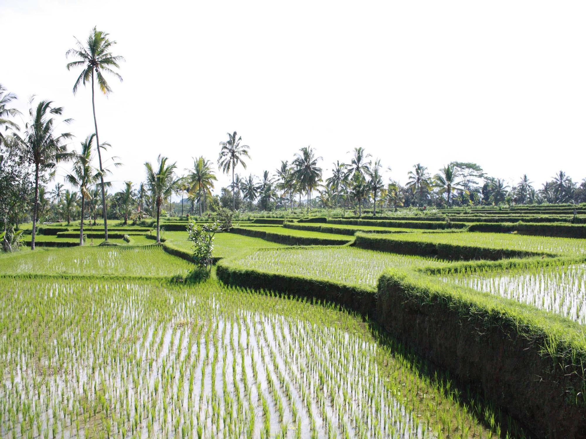 Hati Padi Cottages Ubud Eksteriør billede