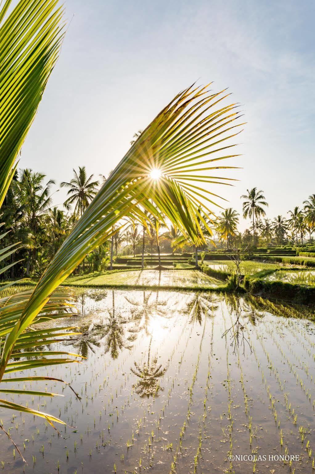 Hati Padi Cottages Ubud Eksteriør billede