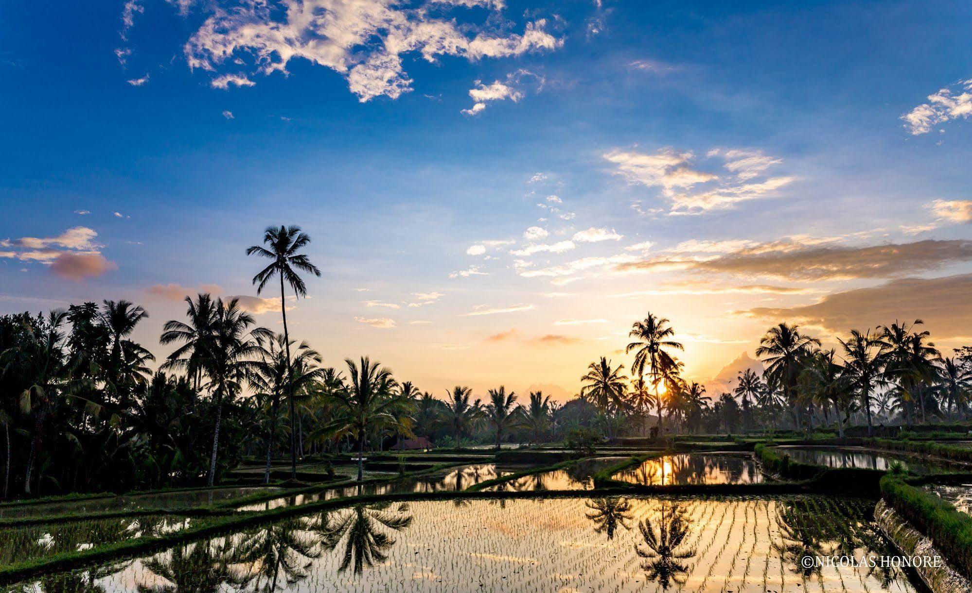 Hati Padi Cottages Ubud Eksteriør billede